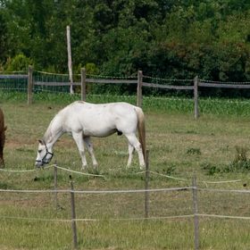 Bihari Lovas Tanya Nyíregyháza