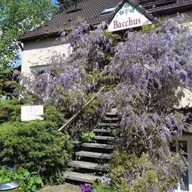 Bacchus Vendégház Eger