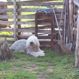 Kecskefarm Tápiószentmárton