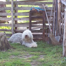 Kecskefarm Tápiószentmárton