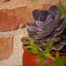 La Villa Pergola Szentgotthárd