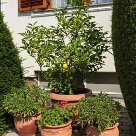 Jäger Villa Vonyarcvashegy