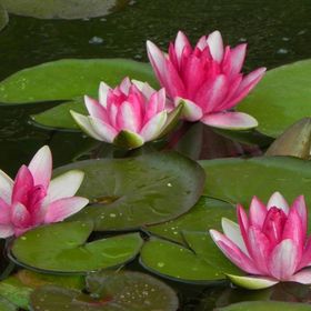 Szőnyi Garden Hotel Pest Budapest