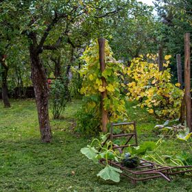 Kövirózsa Vendégház Drégelypalánk