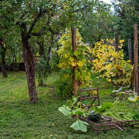 Kövirózsa Vendégház Drégelypalánk