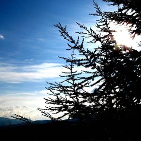 Vadrózsa Vendégház Szentendre