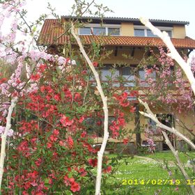 Fenyvesalja Vendégház Orfű