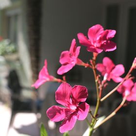 Villa Gabriella Siófok