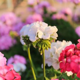 Villa Gabriella Siófok