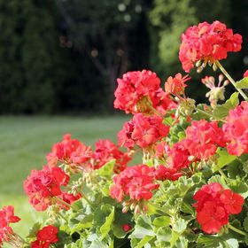 Villa Gabriella Siófok