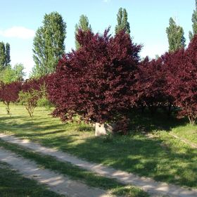 Páva Vendégház Mórahalom