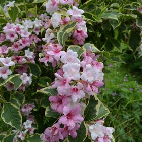 Európa Vendégház Zalaegerszeg