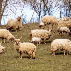 Diána Vendégház Ökopark Bükkösd