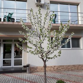 Pensiunea Cionca Gilău