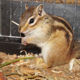Hacienda Medencés & Gyermekkertes Vendégház Balatonboglár