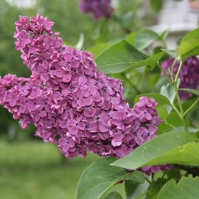 Villa Orgona Zalakaros