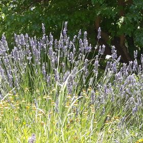 Lekics Pince és Vendégház Balatongyörök