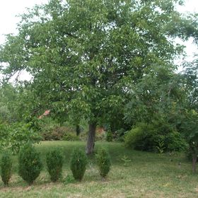 Hársfa Apartman és Vendégház Gyula