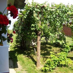 Aranymoha Vendégház Szőce