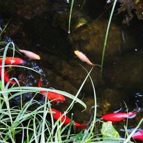 Aranyhal Apartman Hévíz