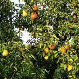 Gyümölcsliget Vendégház Csehimindszent