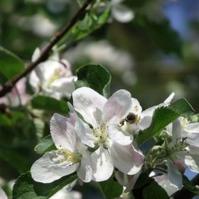 Öreg Fenyő Vendégház Gencsapáti