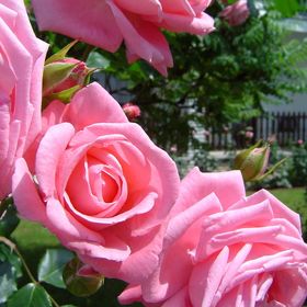 Koller Panzió Étterem Bonyhád