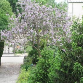 Császárfa Apartmanház Balatonfüred