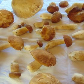 Tókert Vendégház Őriszentpéter