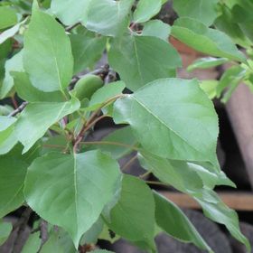 KultúrÉlet Vendégháza Kétegyháza