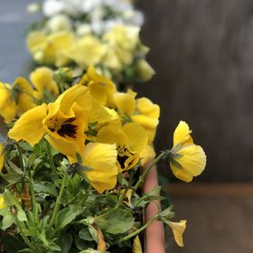 Thermal Garden Weninger Apartmanok Kiskunhalas