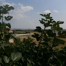 Fehér Rózsa Apartman Cserszegtomaj