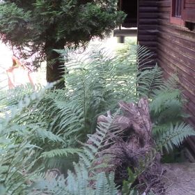 Kikerics Erdei Szálláshely és Turistapihenő Zebegény