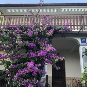 Apartman Marija Selce