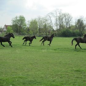 Nyírfaliget Turistaház és Kemping Nyíregyháza