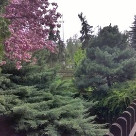 Cola Panzió Szentendre