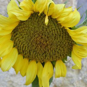 Napraforgó Apartmanok Balatonszemes