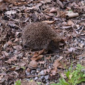 Rózsa Apartman Szilvásvárad
