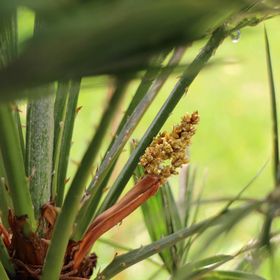 Bambusz Wellness Apartman Siófok