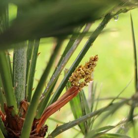 Bambusz Wellness Apartman Siófok