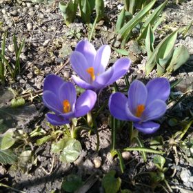 Hello Apartman Sopron