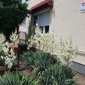 Sárga Muskátli Apartman Hajdúszoboszló