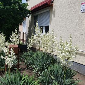 Sárga Muskátli Apartman Hajdúszoboszló