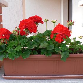 Oázis Apartmanok Mórahalom