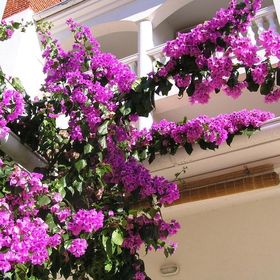 Apartments Paloma Blanca Medulin