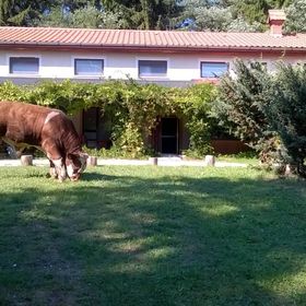 Őrségi Patakparti Alpaka Panzió Kisrákos