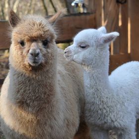 Őrségi Patakparti Alpaka Panzió Kisrákos