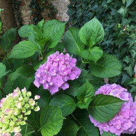 Gábriel Apartman 4 Kőszeg