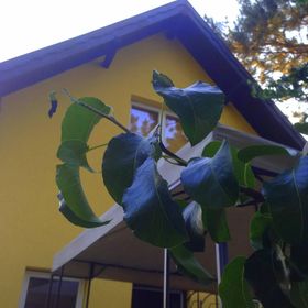 Fish-Wick Vendégház Ráckeve