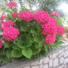 Apartmani Gero Lopar